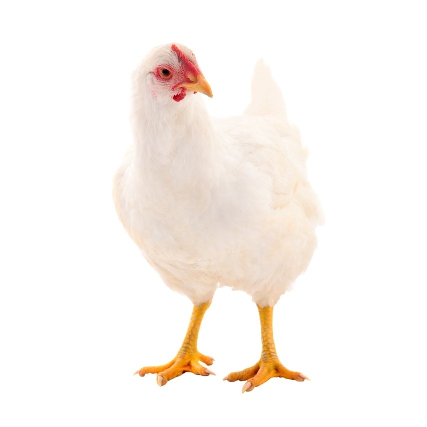 CHICKEN 