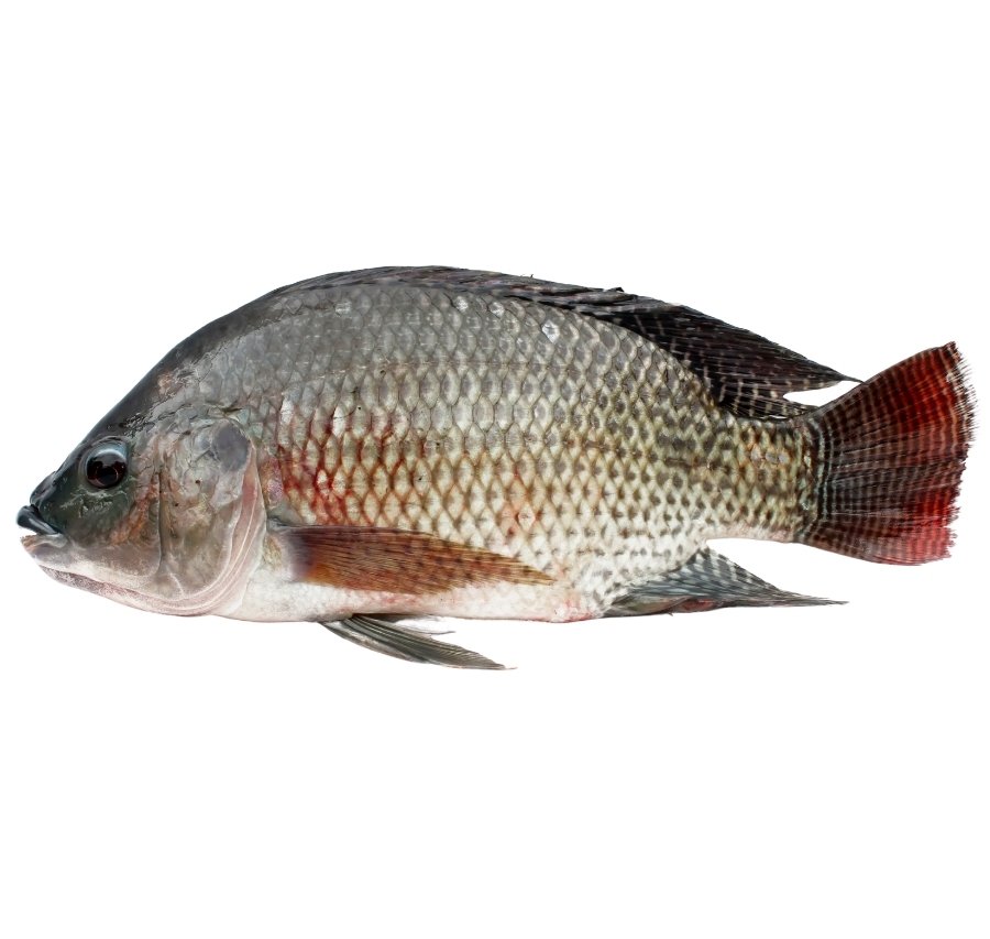 TILAPIA